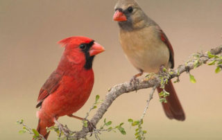 Birding Classes Yards